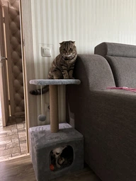 Домик когтеточка для кота дряпка для кошки Мур-Мяу КотэДж 34x34x67 см в сизалевой веревке Темно синий - темно бежевый