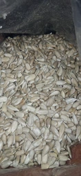 Семена подсолнуха Ecofood очищенные 1 кг фото от покупателей 1