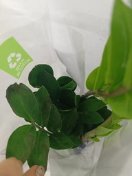Заміокулькас (Zamioculcas, Доларове дерево), висота 30 - 40см, 12" горщик (RG145) фото від покупців 2