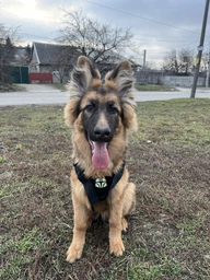 Шлейка для собак Harness K9 Long, металева пряжка фастекс і система MOLLE, L (77-99 см) Оливковий (076L-GREEN) фото від покупців 6