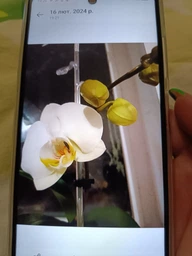 Мобильный телефон Tecno Spark Go 2024 (BG6) 4/128GB Mystery White (4894947010569) фото от покупателей 4