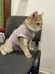 Попона комбинезон после стерилизации операции для кошек и котов Style Pets M