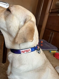 Нашийник нейлоновий WAUDOG з QR-адресником, металева пряжка-фастекс, “NASA21”, M (4823089337128) фото від покупців 1