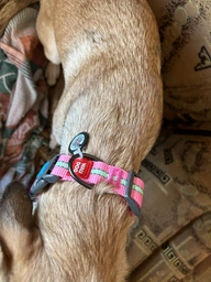 Нашийник для собак нейлоновий WAUDOG Nylon з QR паспортом світонакоплювальний пластиковий фастекс Ш 25 мм Дов 33-49 см (45649Collar)