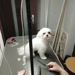 Сухой беззерновий корм Nature's Protection Superior Care White Dogs Grain Free Adult Small and Mini Breeds для взрослых собак малых пород с белой окраской шерсти, с белой рыбой, 17 кг фото от покупателей 1