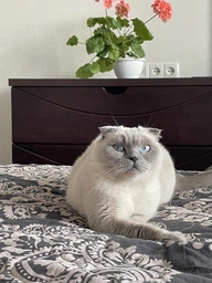 Влажный корм для кошек Purina Pro Plan Sterilised кусочки в соусе с говядиной 5 х 85 г, с курицей 5 х 85 г (Мультипак) фото от покупателей 10