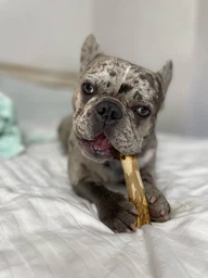 Палиця з кавового дерева для собак HealthyDoggo Coffee Stick розмір M (5-10кг) фото від покупців 3