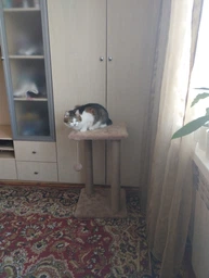 Когтеточка для кота дряпка Мур-Мяу Гламур 37х37х64 см для кошек в сизалевой веревке Светло Бежевый
