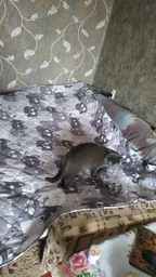 Ковдра Руно літня полуторна 140x205 см антиалергенне волокно Grey Cat (Р321.52СЛКУ_Grey Cat) фото від покупців 14