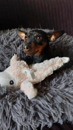 Игрушка Trixie Лама шелестка для собак, 40 см (плюш) фото от покупателей 6