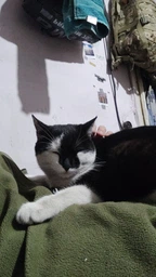 Сухий корм для котів CLUB 4 PAWS Клуб 4 лапи Premium With rabbit із кроликом 2 кг. фото от покупателей 14