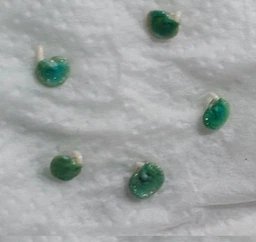 Семена перца Халапеньо 1851 F1 острый 10 шт. Lark seeds