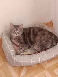 Лежак Природа Buddy для кошек и собак 50х40х12 см Серый (4823082430697) фото от покупателей 13