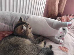 Іграшка плюшева обіймашка Кіт батон 50 см MY KIGU Коричневий (9007)