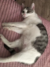 Сухий корм для кішок Purina One Steril Cat Salmon & Wheat 200 г (7613034765239)