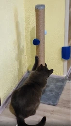 Дряпка для кота Мур-Мяу Стовпчик-2 37х37х72 см для кішок у джутовій мотузці Бежевий фото від покупців 16