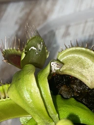 Растение хищник Венерина Мухоловка AlienPlants B52 Dionaea muscipula B52 размер L (SUN0001CP) фото от покупателей 4