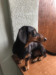 Шлея Collar одинарная для мелких собак (ширина 14 мм, А:40-48 см, В:43-51 см) Коричневая (06346Collar)
