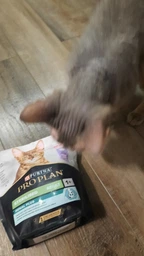 Сухой корм для котов Purina Pro Plan Adult 1+ Renal Plus с курицей 1.5 кг (НФ-00000364) фото от покупателей 12