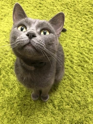 Сухой корм для кошек Purina Cat Chow Sterilised с индейкой 1.5 кг (7613287329516) фото от покупателей 10