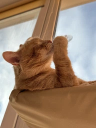 Лежанка для кошек оконный гамак с присосками на окно Sunny Seat Mounted Cat Bed до 22 кг Лёгкая Бежевая (3026)