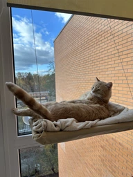 Лежанка для кошек оконный гамак с присосками на окно Sunny Seat Mounted Cat Bed до 22 кг Лёгкая Бежевая (3026) фото от покупателей 2