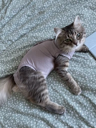 Попона комбинезон после стерилизации операции для кошек и котов Style Pets M