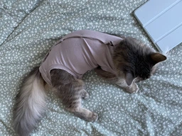 Попона комбинезон после стерилизации операции для кошек и котов Style Pets M фото от покупателей 1