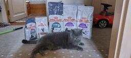 Сухой корм Royal Canin STERILISED 7+ для стареющих стерилизованных кошек 1.5 кг (3182550784566) фото от покупателей 19