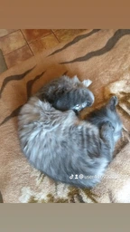 Вологий корм для стерилізованих котів Purina Pro Plan Sterilised Пуріна Проплан з яловичиною в підливці пауч 85 г 26 шт (7613036092883) фото от покупателей 6