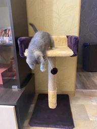 Когтеточка Pet Goods "Пушистик" столбик с диваном (джут) шоколад с бежевым 30х33х50 см (4820216672015) фото от покупателей 3