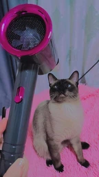 Фен для волосся професійний Powerful Hair Dryer PRO з насадками, легкий, потужний стайлер для волосся 850W, чорний