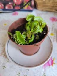 Венерина мухоловка. Дионея Floret