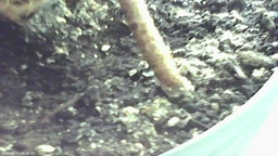 Цифровой детский фотоаппарат игрушка, видеокамера X200 Smart Kids Camera 3 Series фото от покупателей 4