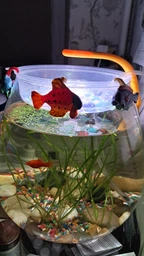 Светодиодный светильник для аквариума AquaLighter Pico Soft желтый фото от покупателей 1