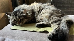 Сухой корм для кошек профилактика мочекаменной болезни Royal Canin Urinary Care , 2 кг фото от покупателей 1