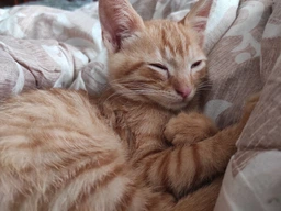 Carpathian Pet Food Kittens Для кошенят усіх порід у віці від 1 місяця до 1 року 12 кг фото от покупателей 13