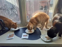 Вологий корм для котів HappyPets ягню 85 г