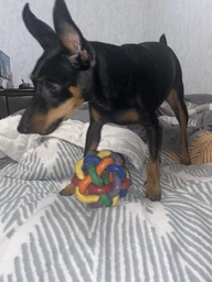 Игрушка Trixie Мяч плетеный для собак, d:7 см