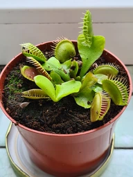 Венерина мухоловка. Дионея Floret