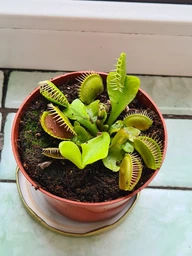 Венерина мухоловка. Дионея Floret фото от покупателей 1