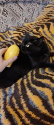 Паровая щетка расческа для вычесывания шерсти котов 3 в 1 Steamy Cat Brush Желтая