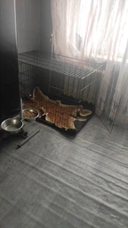Клітка вольєр переноска для собак AML металева розкладна 122x76x83 см фото від покупців 1