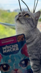 М'ясна миска - Консервований корм з індичкою та печінкою для дорослих котів 100 г (4820255192383) фото від покупців 7