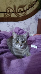 Сухий корм для стерилізованих котів Purina Pro Plan Sterilised Adult 1+ Savoury Duo Пуріна Проплан з качкою та печінкою 1,5 кг (7613036732369) фото от покупателей 5