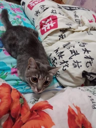 Сухий корм для стерилізованих котів Purina Pro Plan Sterilised Adult 1+ Savoury Duo Пуріна Проплан з качкою та печінкою 1,5 кг (7613036732369) фото от покупателей 3