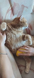 Паровая щетка расческа для вычесывания шерсти котов 3 в 1 Steamy Cat Brush Желтая
