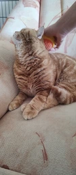 Паровая щетка расческа для вычесывания шерсти котов 3 в 1 Steamy Cat Brush Желтая фото от покупателей 2