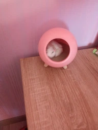 Настільний світильник Led Cat House Котячий будинок Нічник Сплячий котик у будиночку Рожевий