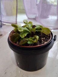 Венерина мухоловка. Дионея Floret фото от покупателей 19
